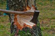 Не будет ли претензий у Минприроды, если срубить дерево на своем участке?