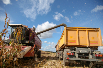 Белорусские аграрии намолотили более миллиона тонн зерна кукурузы