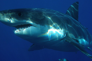 В Австралии акула напала на британских туристов