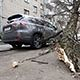 В Минске возле Дома прессы старые деревья падают прямо на машины