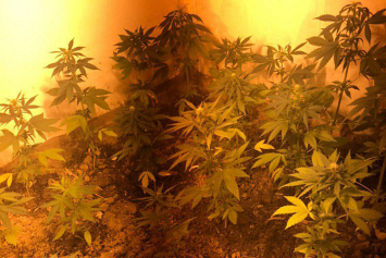 Большая прополка: кусты марихуаны прятались в теплице между перцами и томатами
