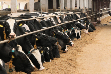 Старые фермы, модернизированные по новой технологии, вывели молочную отрасль на новый виток развития