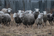 Спасут ли овцы Рясно?..