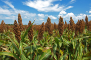 Сорго или кукуруза: вот в чем вопрос. Ответ на него пытаются найти практики и ученые