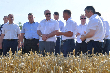 Лукашенко: не надо дергать аграриев на выборы, потерять урожай ради какой-то политики – полный идиотизм