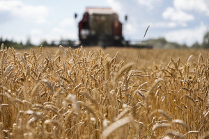 Гракун: белорусские аграрии намолотили более 5 миллионов тонн зерна