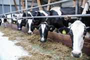 Когда будет зарегистрирована корова новой молочной породы – белголштин?