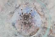 Житель Любанского района обнаружил на приусадебном участке тарантула