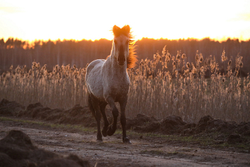 Как поживают в Налибокской пуще после переселения дикие лошади — тарпаны