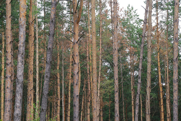 Минлесхоз: в 2020 году объем усыхания сосновых лесов сократится в 1,3–1,4 раза по сравнению с 2019-м