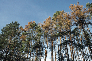  Победа лесоводов: объемы усыхания сосновых лесов из-за повреждения короедами в этом году сократятся в 1,3 раза