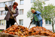Десять рублей за тонну ценного удобрения: узнали, куда пропадает с городских улиц пожухлая листва