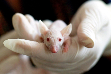В мозге мышей нашли центры терпения
