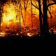 Лесной пожар на границе Гомельской и Брестской областей практически ликвидирован 