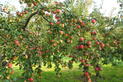 Как яблоньку посадить и во всем угодить