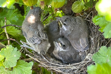 Как помочь выпавшему из гнезда птенцу