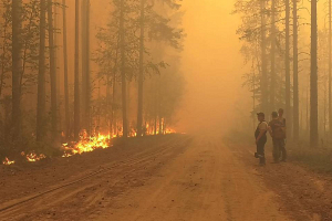 На всей территории Карелии ввели режим ЧС. Причина: лесные пожары