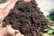 Тысяча червей и… биогумус