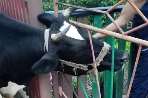 Зорька снова в форме – Дятловский РОЧС спас корову