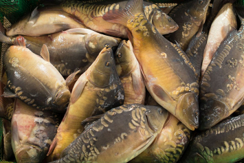 Почти каждая третья рыба в стране выращена в «Сельце»