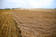 Средний срок — для ячменя, ранний — для пшеницы