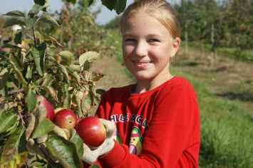 По десять тонн в день: посмотрели, как школьники из агрогородка Вишов помогают аграриям яблоки собирать