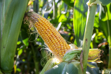 В Беларуси намолочены первые полмиллиона тонн зерна кукурузы