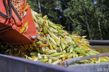 В Гродненском районе собирают по 125 центнеров кукурузного зерна с гектара