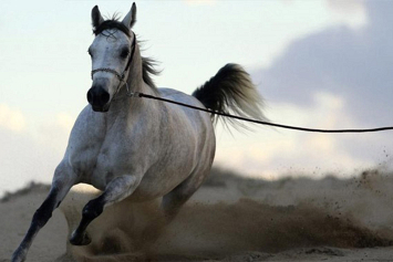 Прародина современных лошадей могла располагаться в междуречье Волги и Дона
