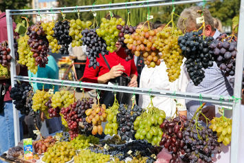 В столице белорусского виноградарства Пинске показали урожай этого года