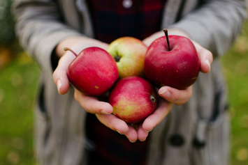 Фермеры озадачены: свои фруктохранилища забиты под завязку, а на прилавках превалирует экспортное яблоко