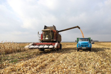 Близок финиш: темпы уборки кукурузы в хозяйствах страны превосходят прошлогодние