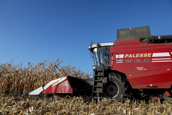 Более 95% площадей кукурузы убрано в Беларуси 