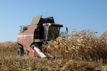 Хозяйства кукурузу на зерно уберут до 7 ноября