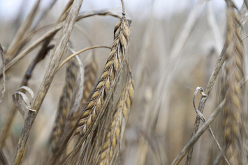 Сельхозфилиалы организаций Минэнерго в 2021-м собрали почти 104 тысячи тонн зерна