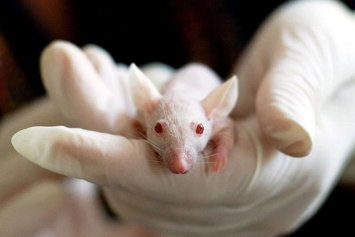 Экспериментальная вакцина от болезни Альцгеймера прошла испытания на мышах
