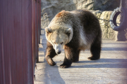 Бурые медведи впадают в спячку, а японские макаки холода не боятся 