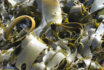 Диетолог назвал морскую капусту лучшим продуктом для похудения