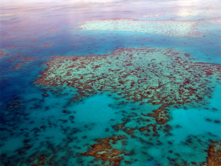 В Австралии зафиксировали масштабное обесцвечивание кораллов Большого Барьерного рифа