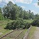 В Минской области упавшее дерево почти на час задержало 7 поездов