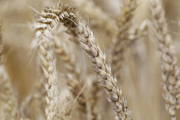 Хуситы заявили, что готовы покупать российскую пшеницу за рубли
