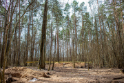 Трагедия в Ченковском лесу 