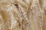Запад хочет ухватить максимум из «пшеничной корзины»