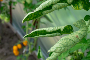 Листья томата — индикатор здоровья, показатель того, испытывает растение стресс или нет