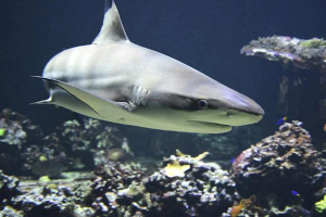 На египетском курорте после нападения акулы погибла гражданка Австрии
