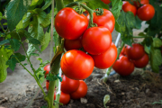 Биодинамические… томаты