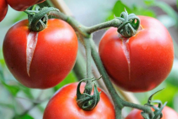 Что делать, если трескаются томаты – объясняет агроном