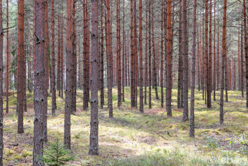Запрет на посещение лесов действует в 82 районах Беларуси