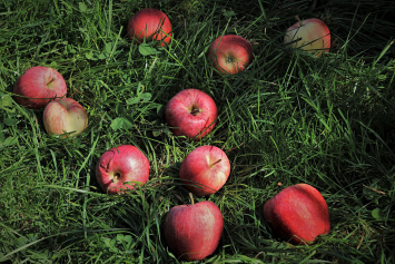 Что делать с упавшими на землю яблоками? Отвечает кандидат сельскохозяйственных наук