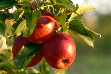 Эксперт поделился рецептом подкормки для увеличения урожая яблок